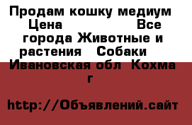 Продам кошку медиум › Цена ­ 6 000 000 - Все города Животные и растения » Собаки   . Ивановская обл.,Кохма г.